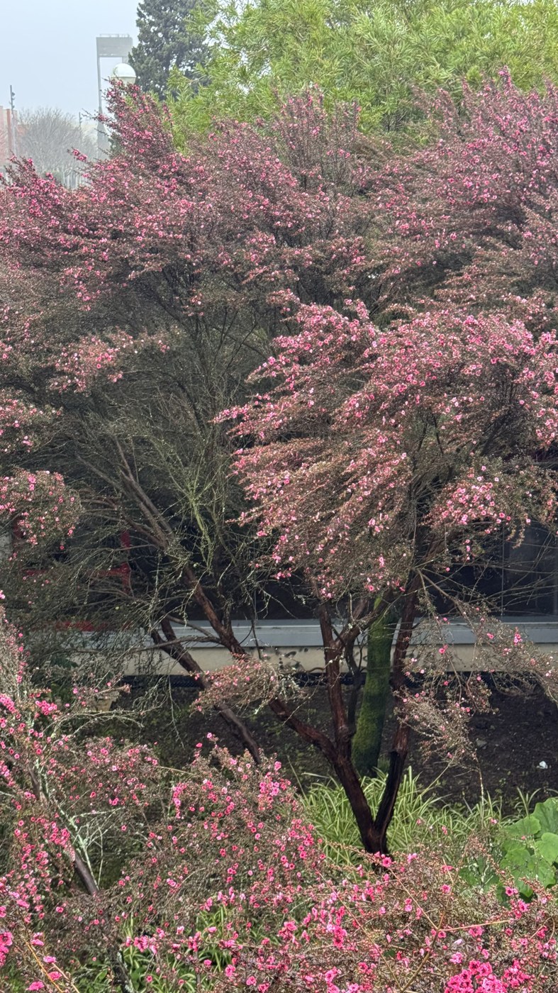 Trees